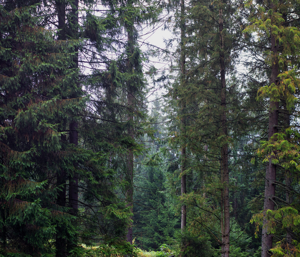 Deutscher Urwald: Qualität und nachhaltige Wirkung