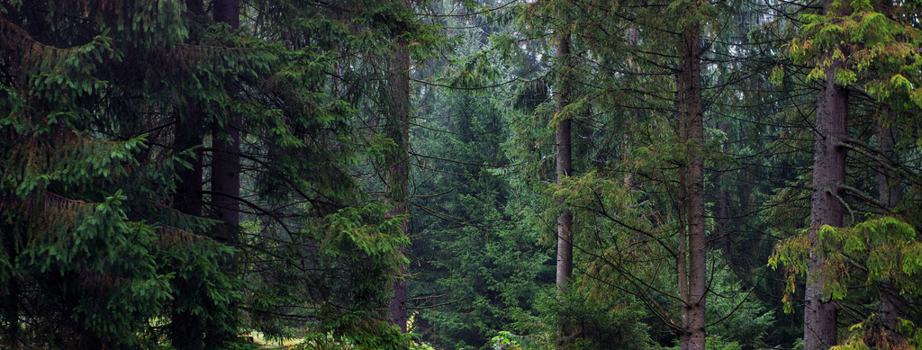 Deutscher Urwald: Qualität und nachhaltige Wirkung